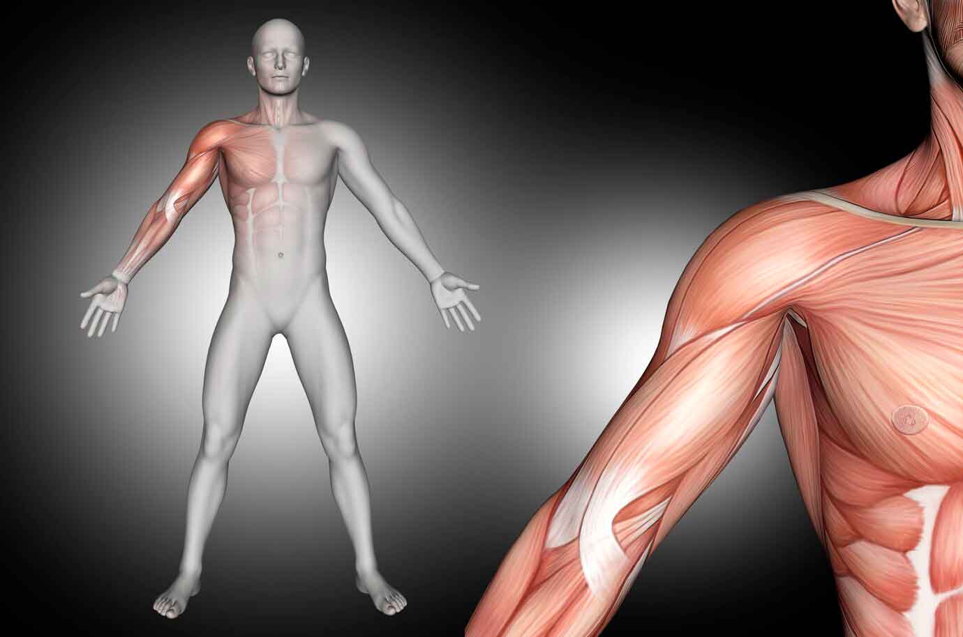 Curso de El Cuerpo Humano